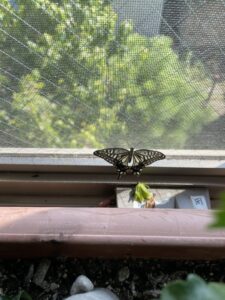 2025年8月16日(土)　アゲハ蝶が孵化しました。